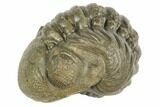 Wide, Enrolled Austerops Trilobite - Morocco #190500-1